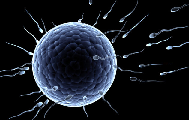 Male Fertility Improving Sperm Quality