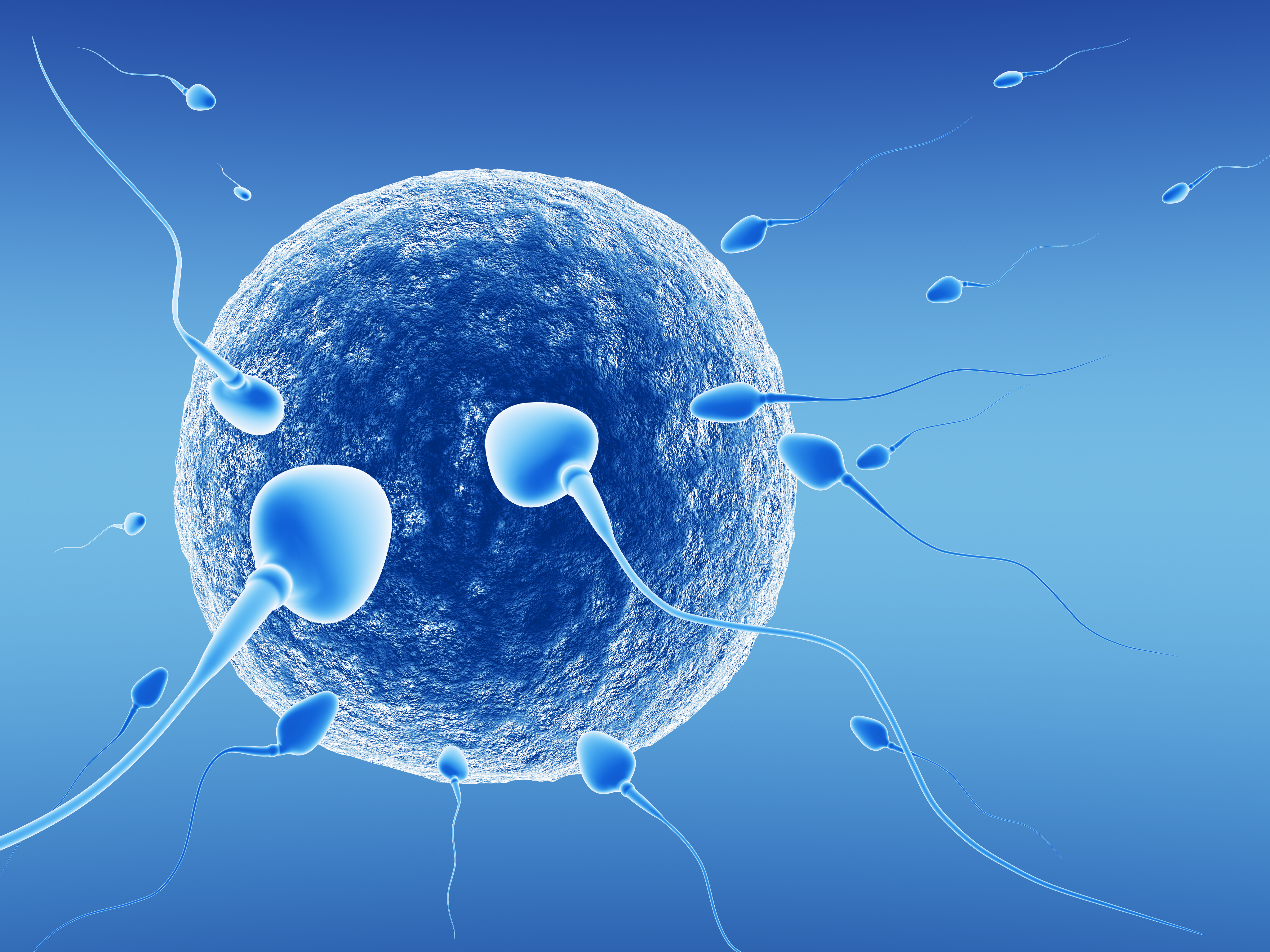 Egg And Sperm Facts Austin Fertility And Reproductive Medicine