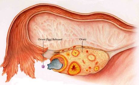 ovulation-symptoms-austin-fertility